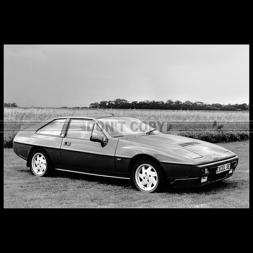 Photo 030022 lotus excel - lotus,