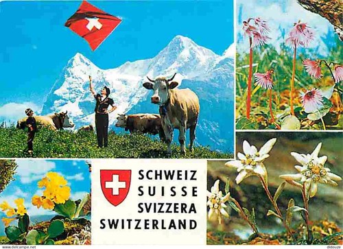 Carte postale animaux - carte,
