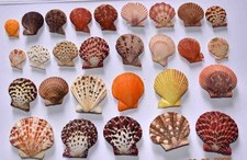 COLLECTION DE 28 PECTEN DE 25