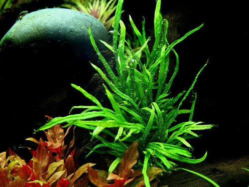 Aquaone microsorum pteropus - aquaone,