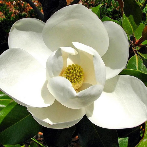 Magnolia grandiflora