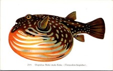 Oopuhue Maki-Maki Fish Tetraodon hispidus Long Beach Aquarium Postcard