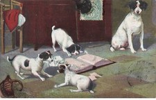 DOGS #MK52807 JACK RUSSELL DOGS AND A BOOK