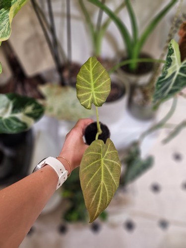 Alocasia regal shield
