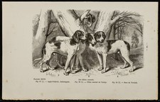 1867 - Chien saintongeois