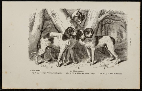 1867 chien saintongeois - chien,