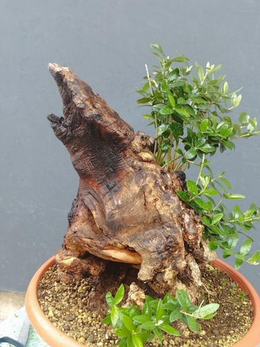 Bonsaï olivier 30 cm - bonsaï, 40