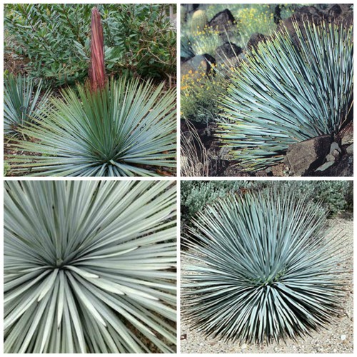 Graines yucca - 10,