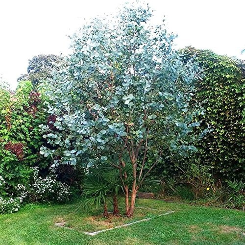 Eucalyptus gunnii pot - 3l, |