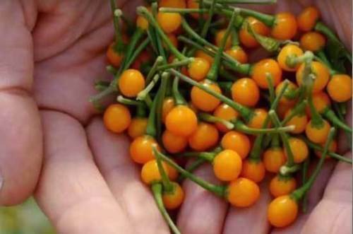 Aji charapita graines - charapita,, 25