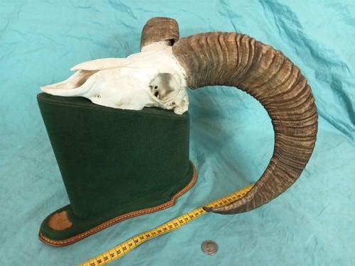 Bighorn mouflon mountain - mouflon, ram