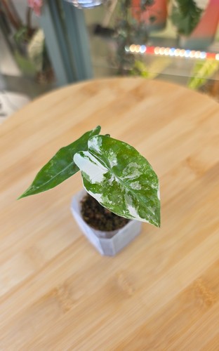 Alocasia pseudo sanderiana - pseudo,