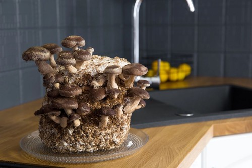Mushroom grow kit - grow,