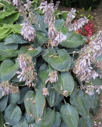 Hosta vert bleuté - ♫, 'vert