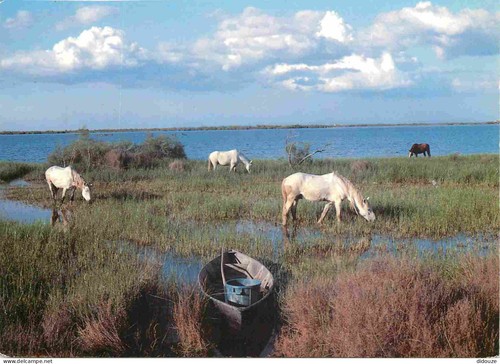 Carte postale animaux - postale,