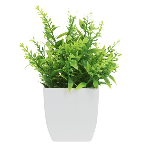Plantes intérieur - plantes, d'intérieur