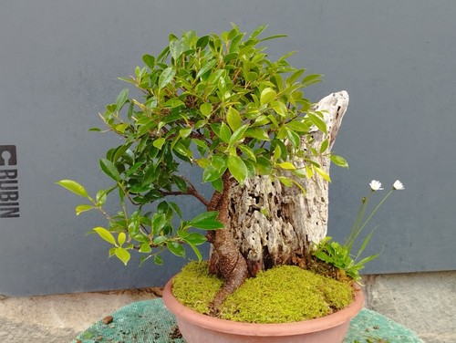 Bonsaï ficus 40x27 - en, pot