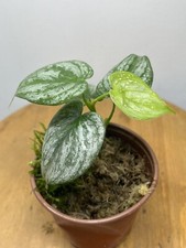 Philodendron Braindi, Plante