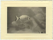 ANTIQUE PHOTO - CURIOSITY FISH AQUARIUM - CURIOSITY FISH - Vintage Snapshot