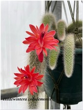 Hildewintera colademononis °