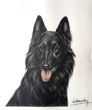 Engraving signed by Léon Danchin "The dog" Malinois shepherd