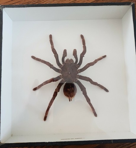 Entomologie mygale du perou - -,