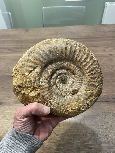 Grande ammonite fossile - grande,