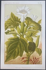 Plantes médicinales Datura