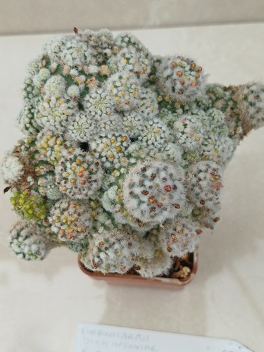 Turbinicarpus dickinsoniae - turbinicarpus,