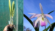 Brassocattleya  Morning Glory