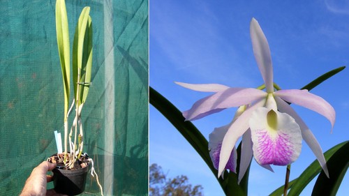 Brassocattleya morning glory - ,