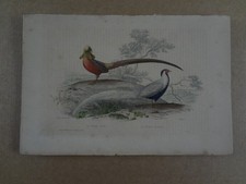 Gravure XIX : oiseau FAISAN