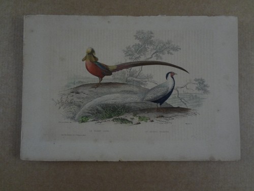 Gravure xix oiseau faisan - :,