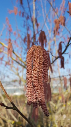 Corylus maxima purpurea - corylus, /