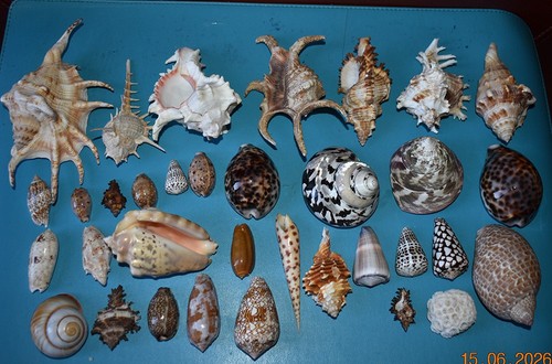 Coquillages collection de - ,