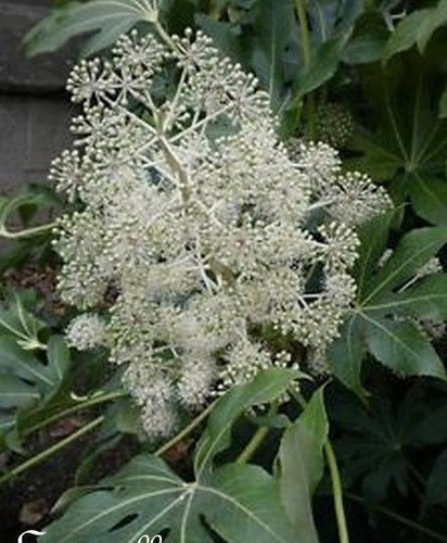 Fatsia aralia du japon - fatsia,