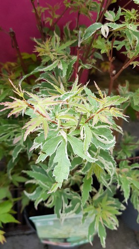 Acer palmatum butterfly de - acer, 'butterfly'