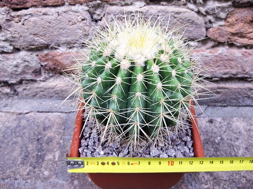 Echinocactus grusonii cm - echinocactus, 15