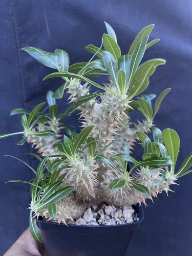 Pachypodium horombense seed - us,