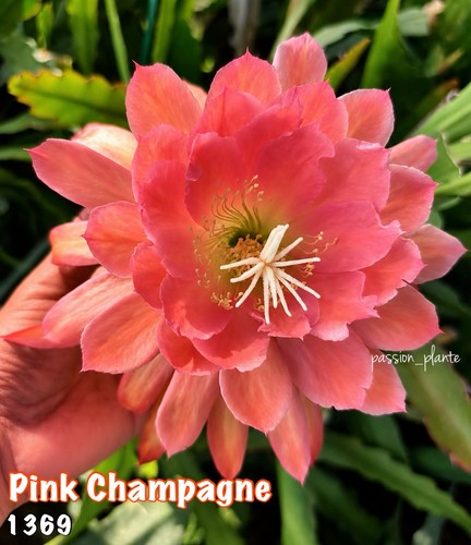 Rare epiphyllum 1369 pink - -,