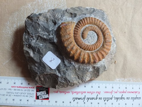 Anetoceras ammonites - ammonites,