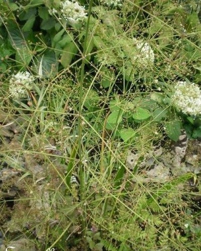 Plantain géant eau - géant,