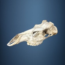 552KU Crane de cerf, bois de