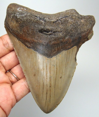 Megalodon shark tooth real - shark,