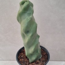 Lophocereus Pachycereus Schottii var. Spiralis