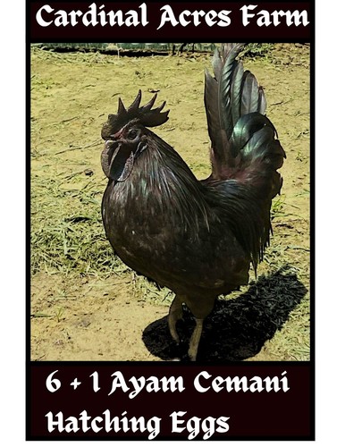 Ayam cemani hatching - hatching, eggs
