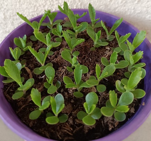 Kalanchoë houghtonii lot - de,