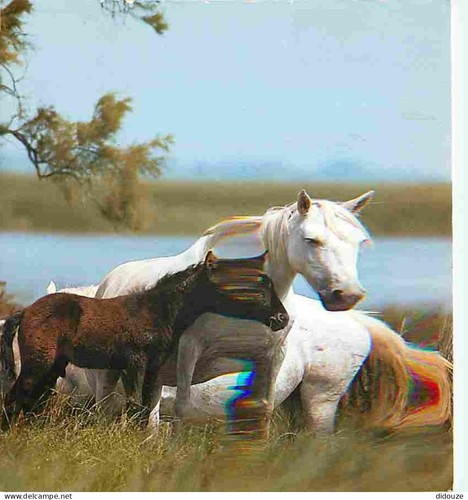 Carte postale animaux - carte,