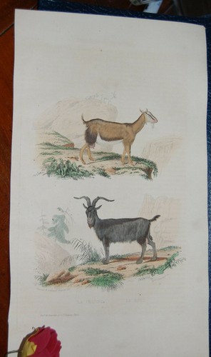 Gravure ixème animaux - gravure,, ixème,animaux
