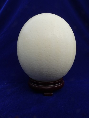 Curiosite top oeuf - curiosite, !